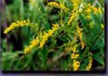 Goldenrod Music